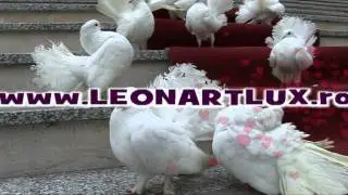 LEONARTLUX - Porumbei albi pentru nunti