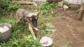 Собака почти выздоровела пользуйтесь моими советами