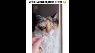 скрипач