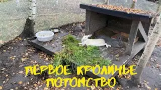 Первое кроличье потомство