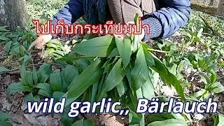 เก็บใบกระเทียมป่า / ป่าเยอรมัน 2019 / Wild garlic /#Bärlauch