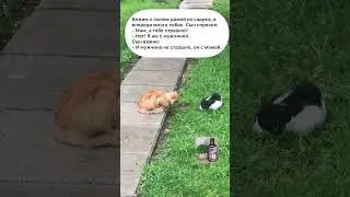 Стая собак. #анекдототкожаного