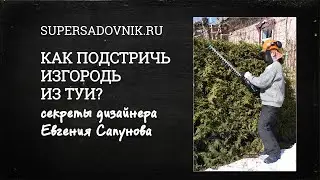Как стричь изгородь из туи?