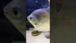 Monster Fish Feeding!
