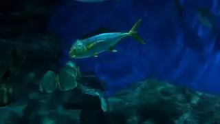 Москвариум на ВДНХ - 2021 - 85/93