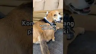 KOMPILASI MUKA MIRING + GOYANG PINGGUL RYUKI‼️🤣😍 