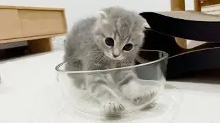 The kitten repeatedly provoking in a threatening pose was so cute!