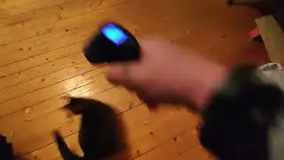 Cat chasing laserpoint