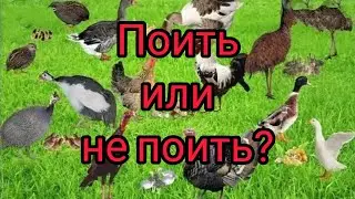 Нужно ли пропаивать привезенную новую птицу?Чем пропаивать новую птицу?Зачем пропаивать новую птицу?
