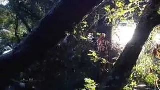 I canti degli uccelli in pineta di prima mattina