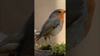 Robin bird forest nature spring #wildlife #shorts #birds
