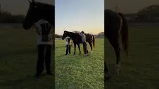 как правильно сесть на лошадь
