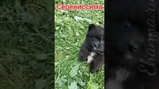 Девочка шпиц