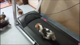 Beaglewelpen Laufband