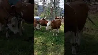 Mucche al pascolo loc Dossi a Cavalese