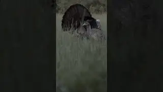 He's got some mean energy! #nwtf #turkeyhunting #hunt