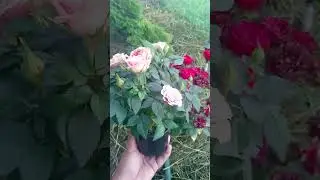 Снова красавица Кордана 😍