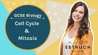 Mitosis & Cell Cycle: GCSE Biology. What is it, where does it occur & what happens if it goes wrong?