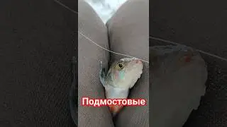 Подмостовые.