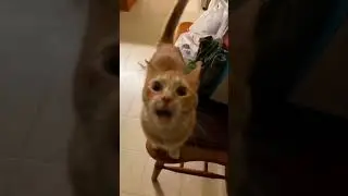 Sus Cat