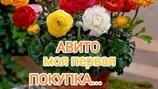 Первая покупка с Авито || клубни ранункулюса || обзор || распаковка