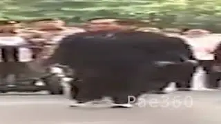 Wide Prayut Walk
