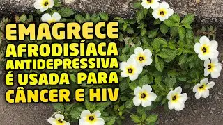 AFRODISÍACA, ANTIDEPRESSIVA e dezenas de outros benefícios que a chanana tem para sua saúde