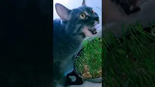 ОГОРОД МИХАЛЫЧА. НАШ КОТ НА ПП #позитив #кот #котики