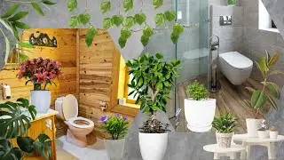 Top 15 Houseplants for Bathrooms with No Window | Best Bathroom Plants for Purifying Air No Sunlight