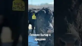 Продажа Быков Ангуса 2021 года