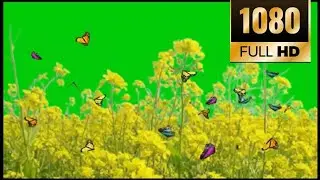 green screen video effect green screen the