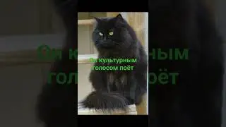 Культурный кот #актив #пабг #рек #pubg #рекомендации #pubgmobile #music #metroroyale #sebscribe