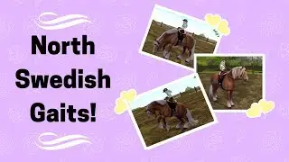 SSO || North Swedish Review!