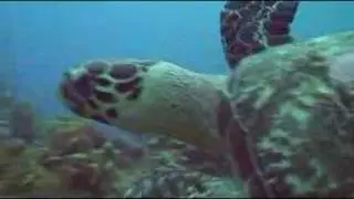 Flying Turtle