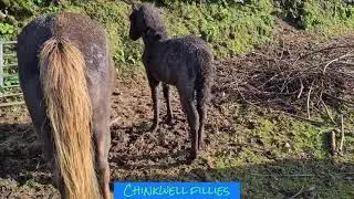 Chinkwell fillies