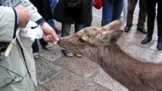 Bowing Dear of Nara - Japan