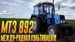 МТЗ 892 Первая между рядная культивация!!!