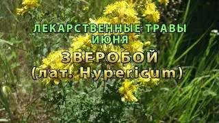 Лекарственные растения июня 