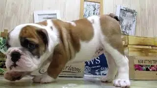 ワンラブ　ペットショップ　名古屋市　236615