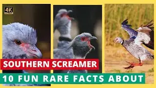 10 Rare and Fascinating Facts About the Southern Screamer