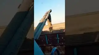 УБОРКА УРОЖАЯ.ВЫГРУЗКА ЗЕРНА #уборкаурожая#рожь #комбайнвектор410#shorts