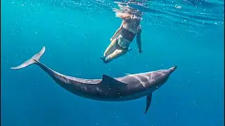 Swimming with Wild Dolphins in Hawaii  - NO TOUR