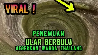 ULAR BERBULU DITEMUKAN DI THAILAND BIKIN GEGER JAGAD MAYA