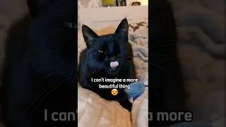 Paws up if you love cats!🐾🐾🥰 #funnyvideos #cats #shorts #funnycats #blackcats #memes #cutecats