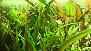 Planted aquarium with Rasboras- 20 gallon