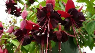 What does fuchsia need in winter to survive and grow?