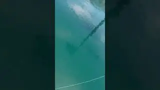 Massive sheepshead in a Florida pond #shorts #sheepshead #fishing #viral #fyp #never endthesend