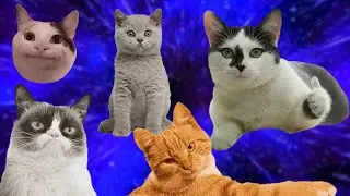 Funniest cats