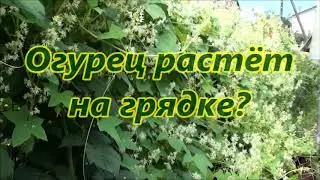 Огурец растёт на грядке или в ящике?