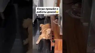 пришёл с работы